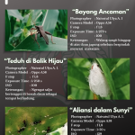 Photosynthesis Edisi Macro